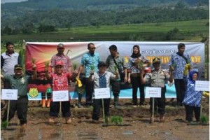 Gerakan Percepatan Tanam Padi Sawah di Desa Cileuleuy Kecamatan Cigugur, 